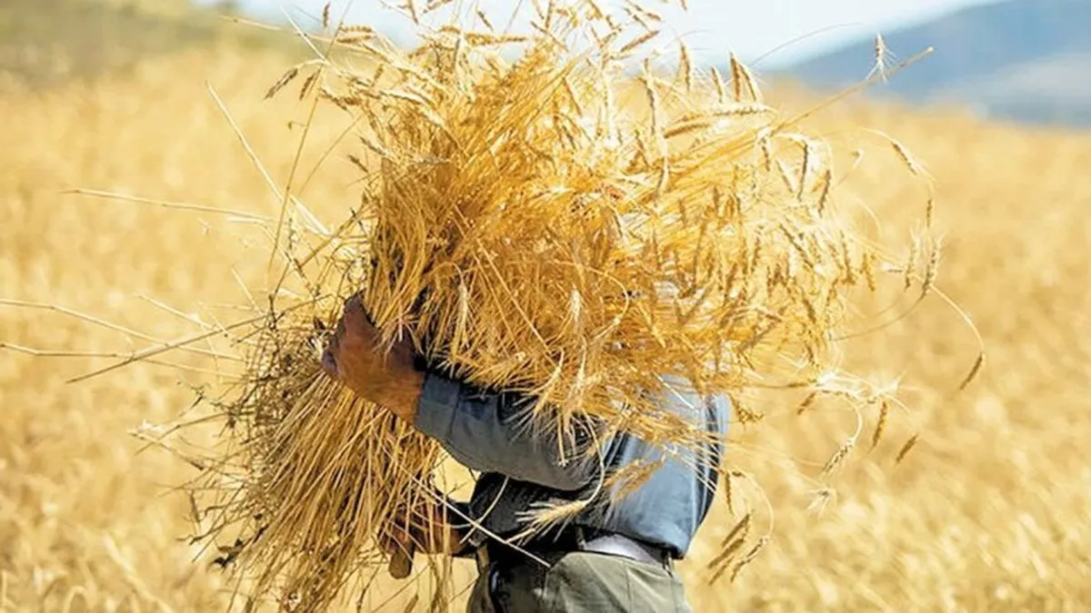 گندمکاران بخوانند اعلام قیمت خرید تضمینی گندم برای سال زراعی ۱۴۰۴-۱۴۰۵