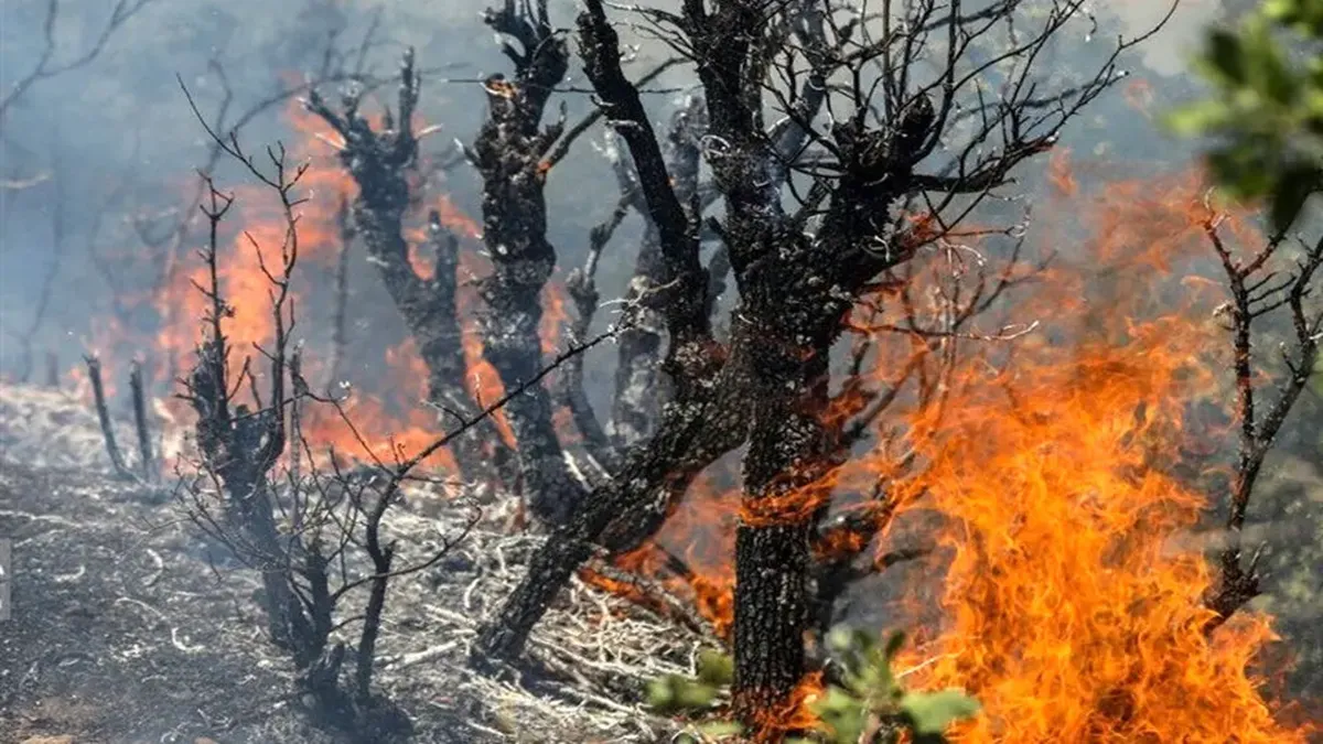 چالوس در آتش سوخت/ آخرین اخبار از وضعیت آن